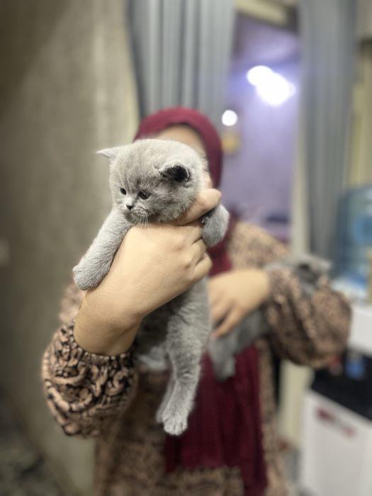 Продам кошки чийтий пароди без мами тока катонки 2 штуки есть