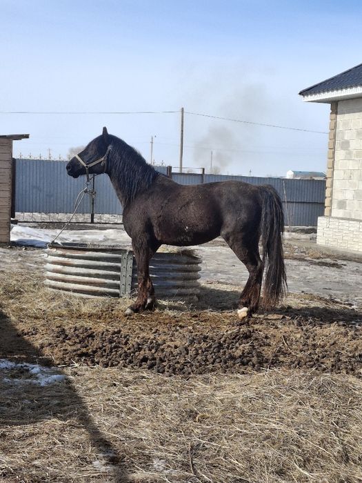 Айғыр 8 жасар міңгі жуас.