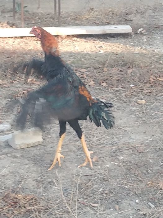 Продам или обмен на курицу