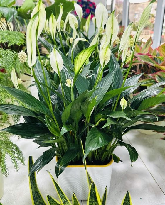 Спатифиллум  женское счастье в огромном ассортименте