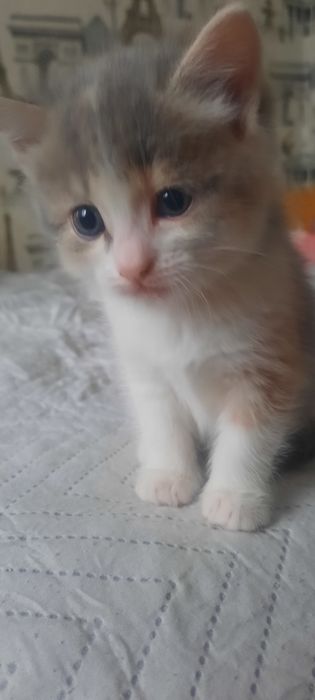 Отдам котенка в добрые руки