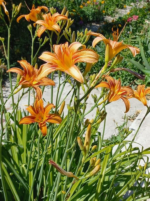 Лилейник для сада