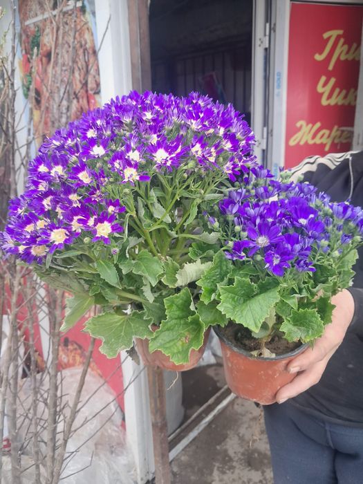 Алоэ глобус разные цветы домашние