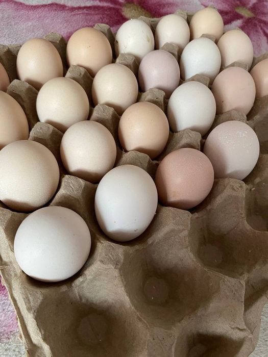 Адлерский Серебристый