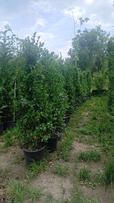 Salba japoneza ,euvonimuus galben verde dimensiuni mici și mari