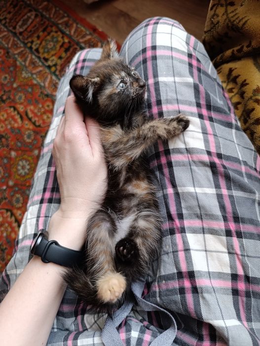 Кошечка в добрые руки