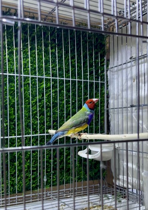 Амадин гульда самец