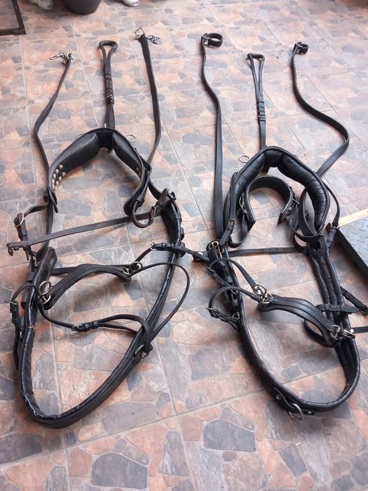 Două hamuri trăsură!