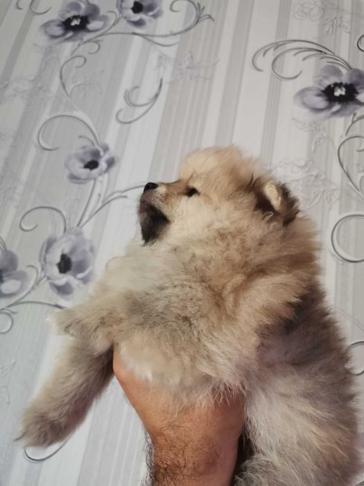 Кученца си търсят нов дом