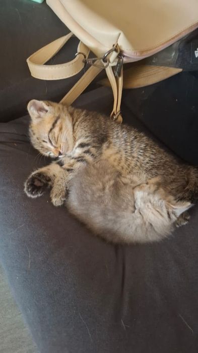 Котята вислоухие