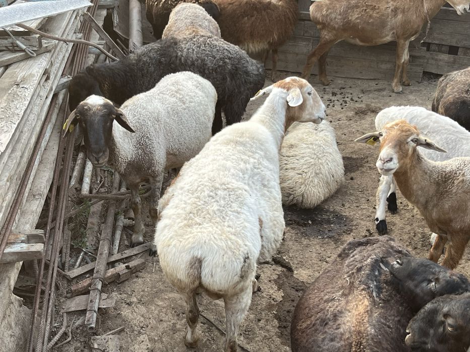 Продам барана ургашы