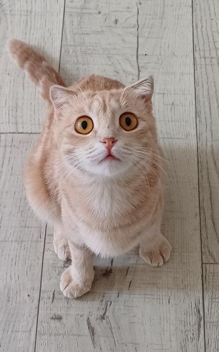 Отдам в добрые руки