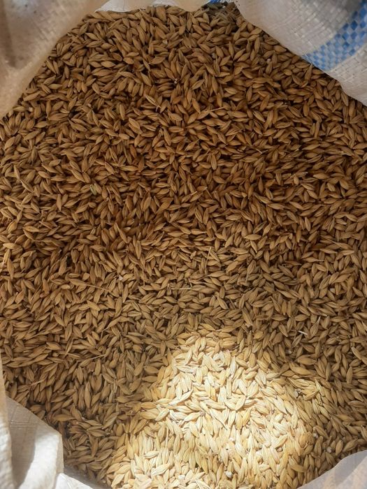 Vând Orz ambalat în saci