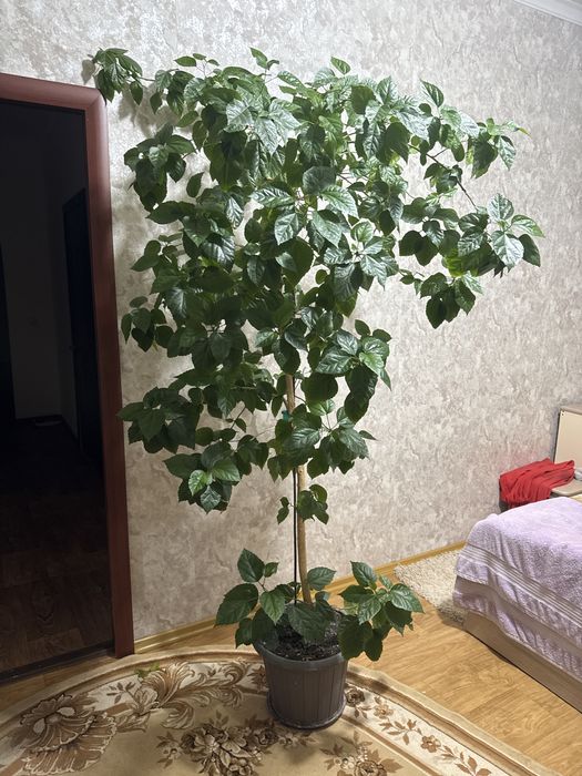 Продам цвето Роза