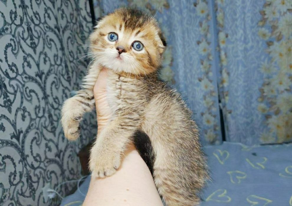 котята скотиш фолд