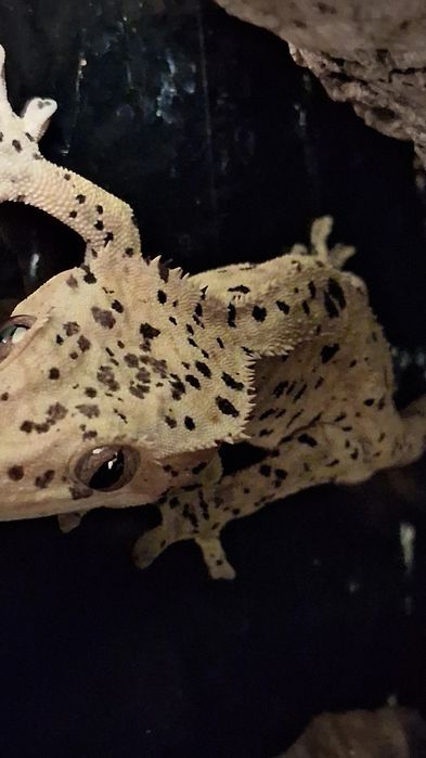 Crested Gecko super dalmatian
