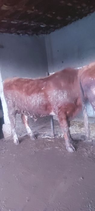 2 жастан аскан 3 бас бұқа сатылады