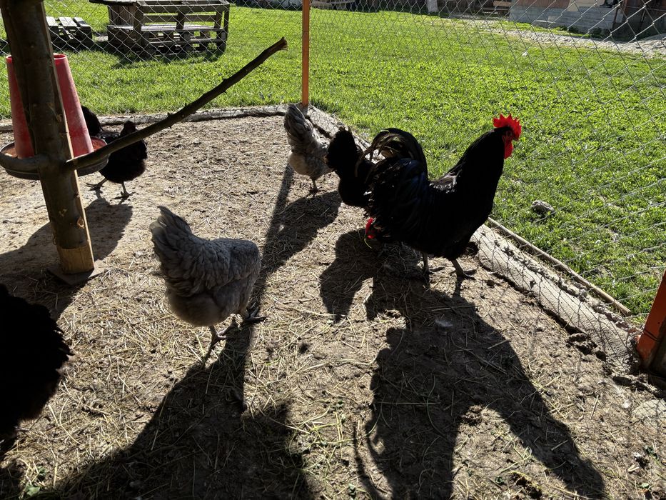 Oua incubat Australorp