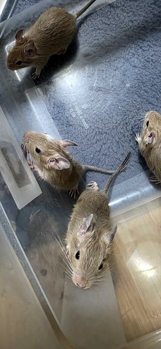 Donez pui veverita Degu, zona Militari