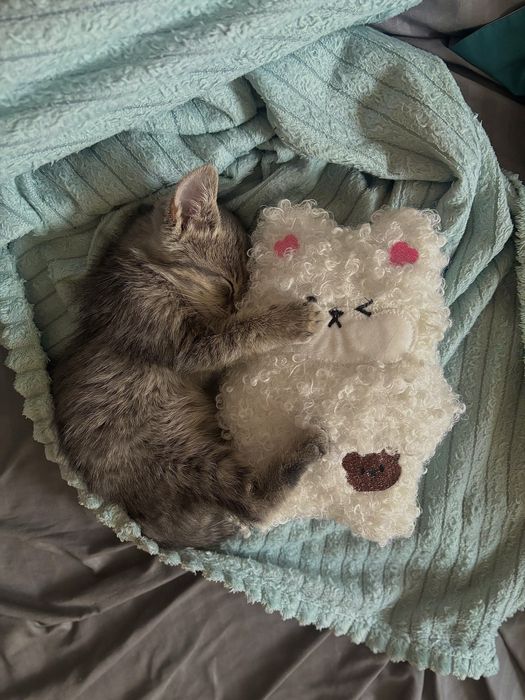 Котенок ищет дом