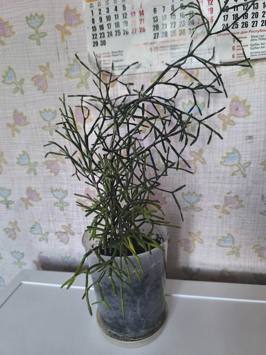 Рипсалис Рипсалис