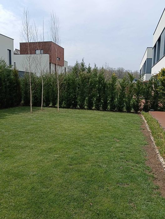 Experiență de Peste 20 Ani | Tuia, Conifere, Copaci Ornamentali