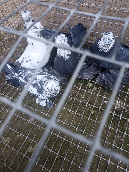 Продаются голубки сочихи