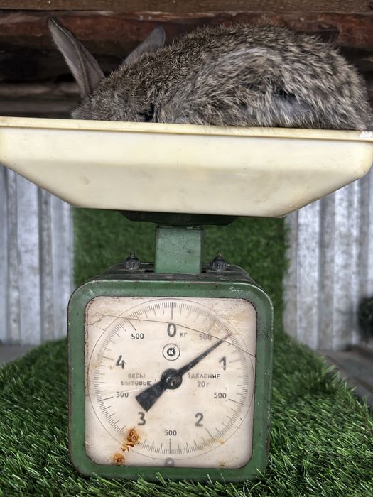 Продам месячных крольчат Фландер