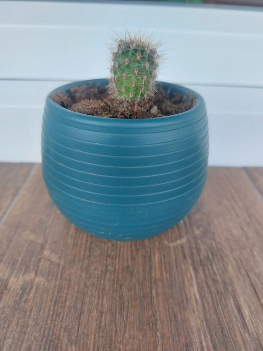 Малки кактуси (Echinopsis) лично предаване София Хиподрума