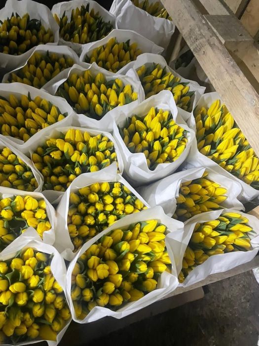 Тюльпаны к 8 марта