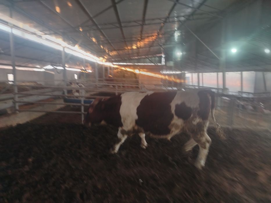 Smental buqa 1 yosh 2 oylik