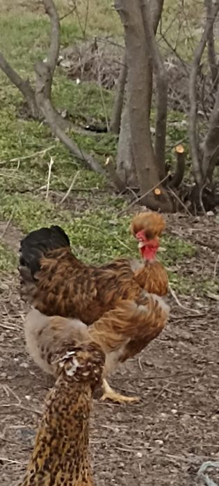 Vând găini moțate