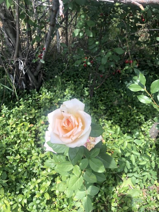 Продается дача в Актасе