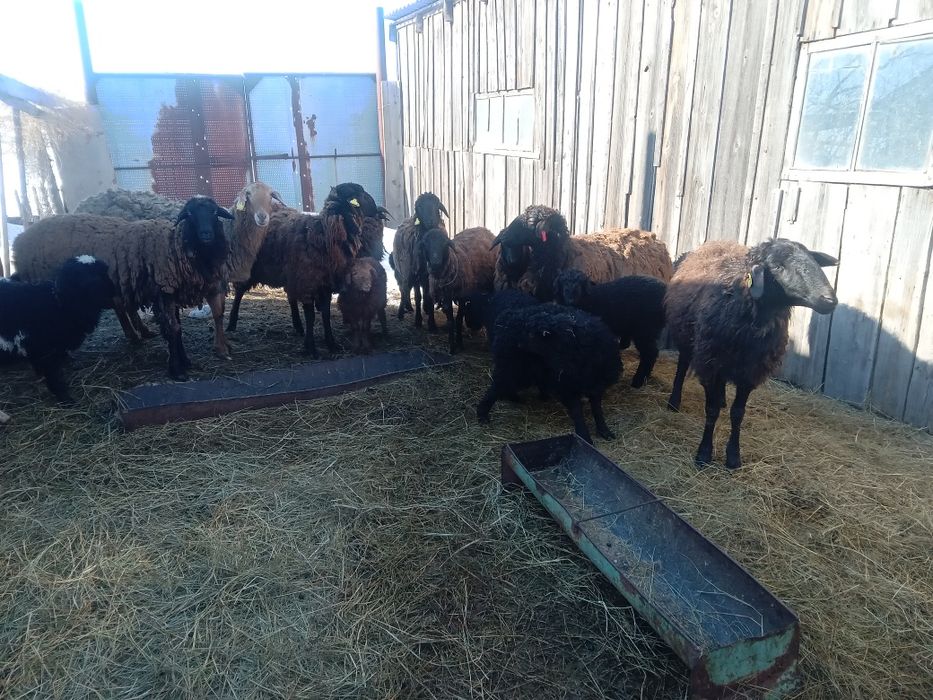 Продам овец оптом