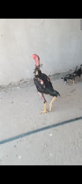 Хуроз сотилади..