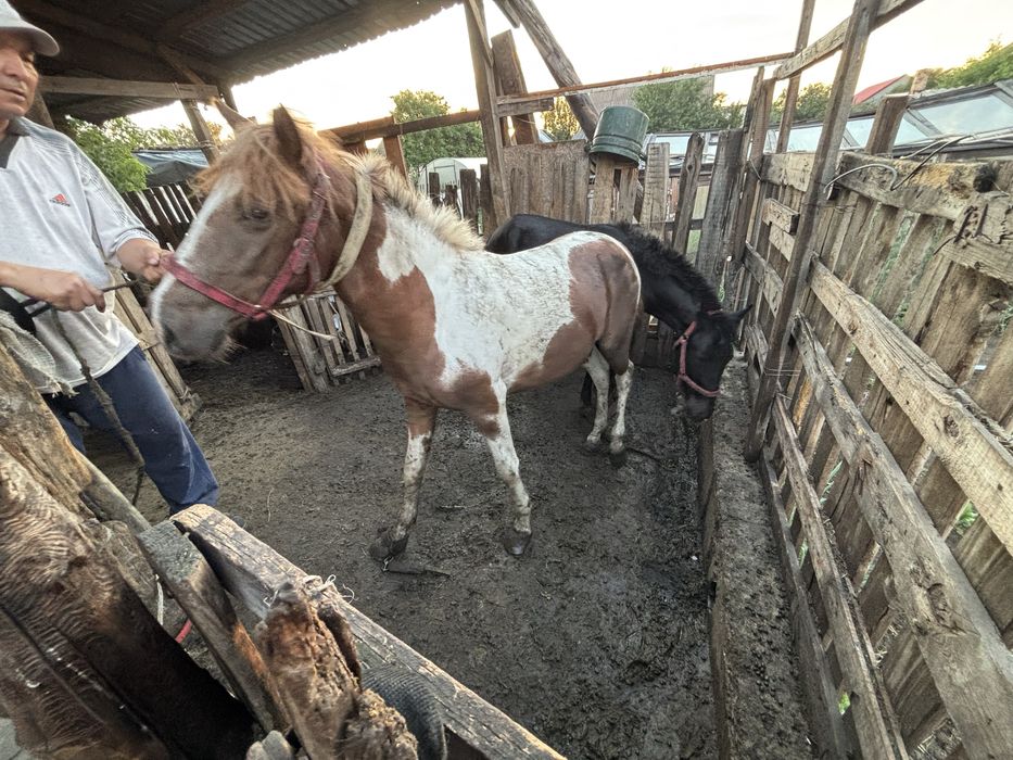 Байтал 2 жас пришахтинск