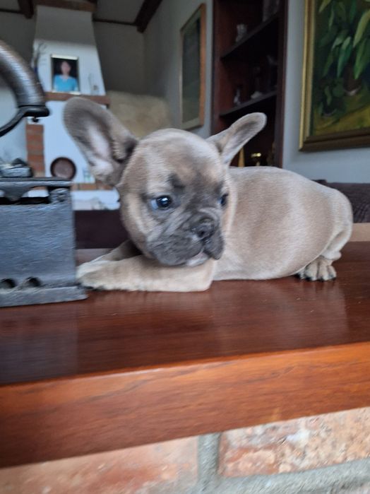 Bulldog francez mascul