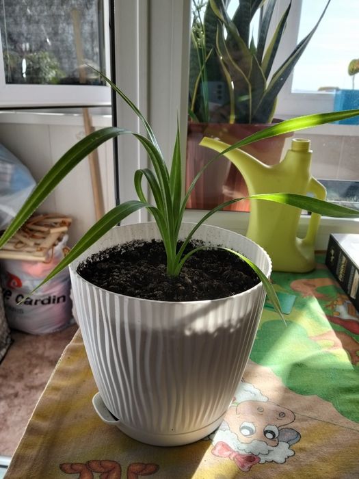 Продам комнатные цветы