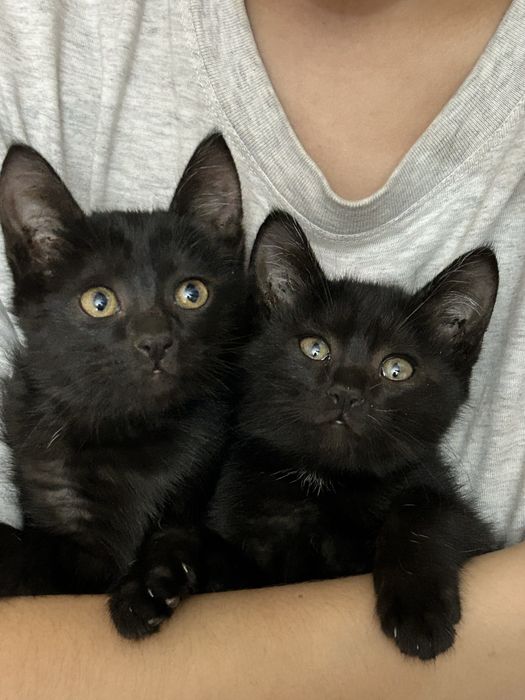 Отдам котят в лобрые руки