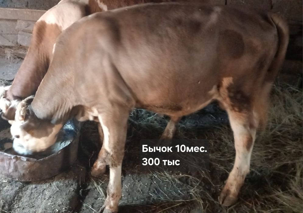 Продам бычков 1 год 5 мес, 11 мес и 10 мес