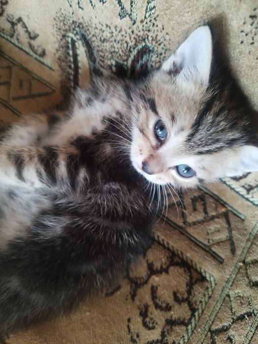 Отдам даром котят