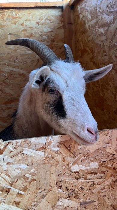 Коза Альпийская дойна