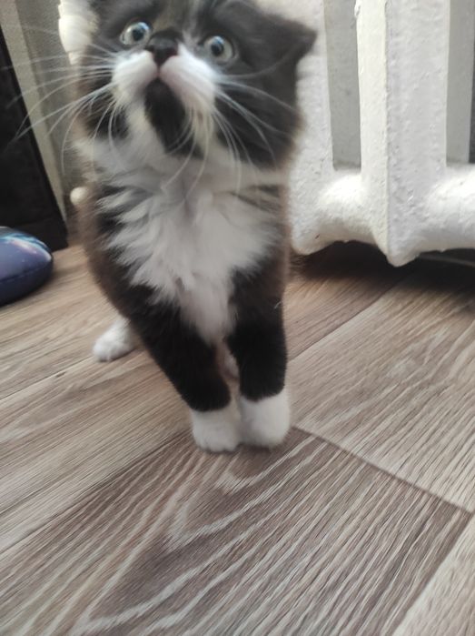 Котенок мальчик отдам