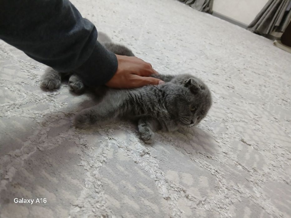 Mushuk. Shatlandiskiy shifold