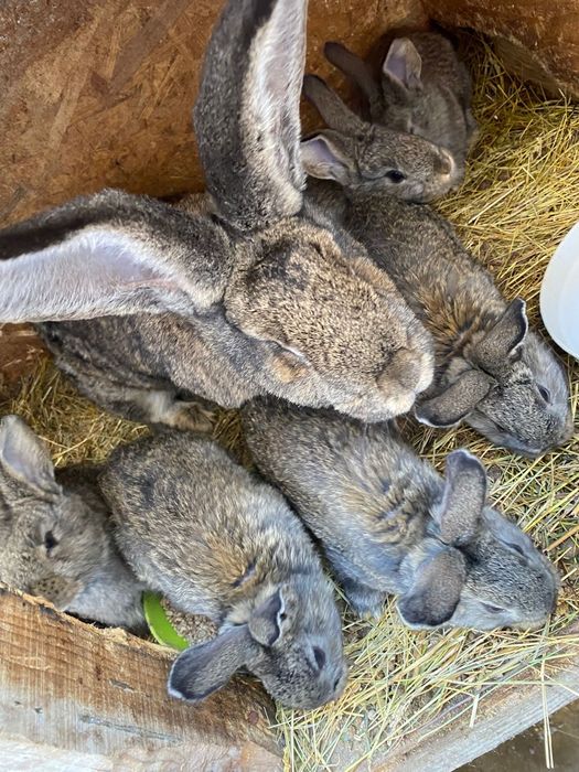 Iepurași de vanzare