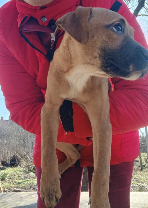 Кученца,смеска между стаф и боксер.