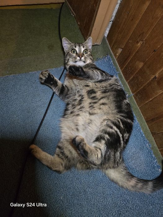 Малко коте  +подаръци