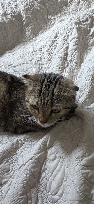 Котик продаётся цена договоримся