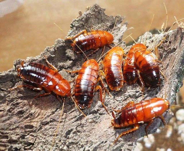 Туркменские тараканы разных размеров