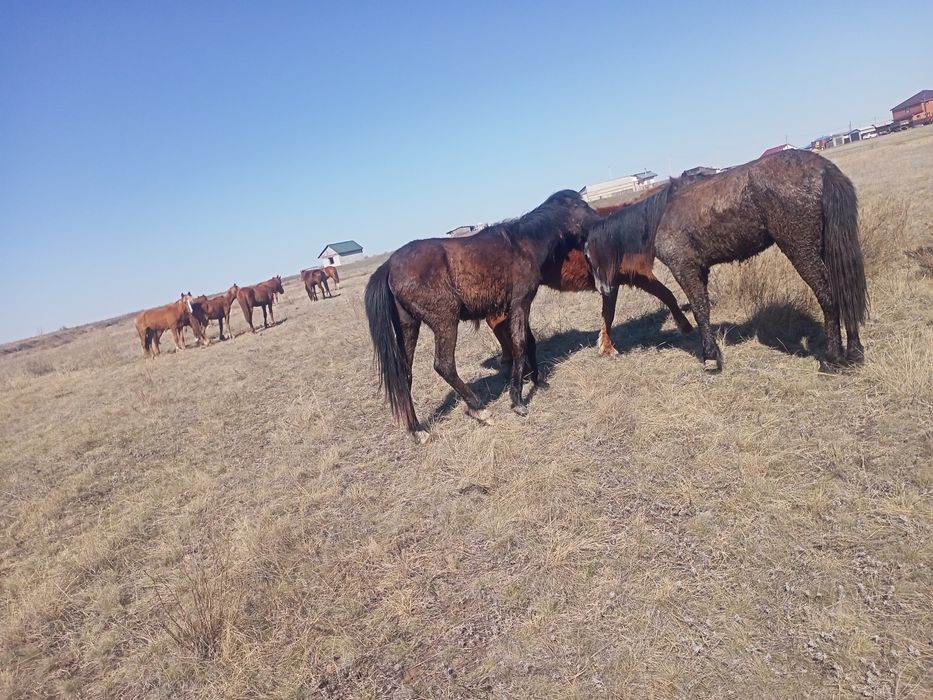 Продам кабылки и жерепчики.